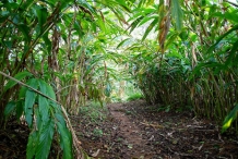Cardamom-farm