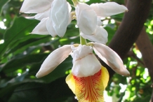 Cardamom-flower