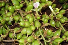 Cardamom-fruit-unripe
