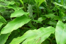 Cardamom-leaves