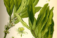 Cardamom-plant-illustration