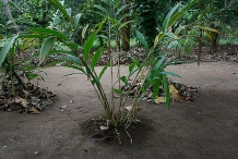 Cardamom-plant