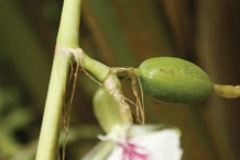 Cardamom-stem-and-buds
