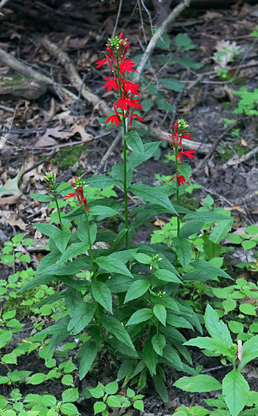 Cardinal-Flower-Plant