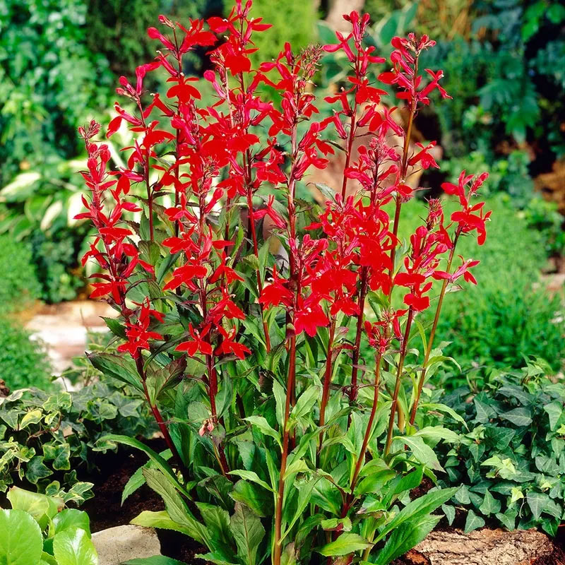 Cardinal-Flower-plant-growing-wild