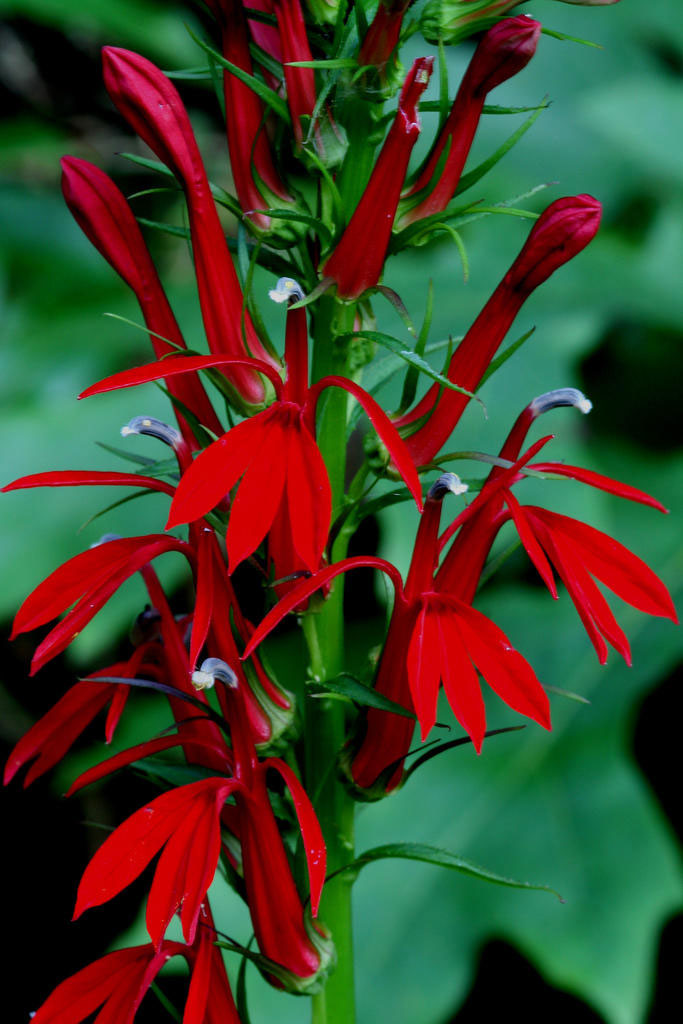 Flowers-of-Cardinal-Flower
