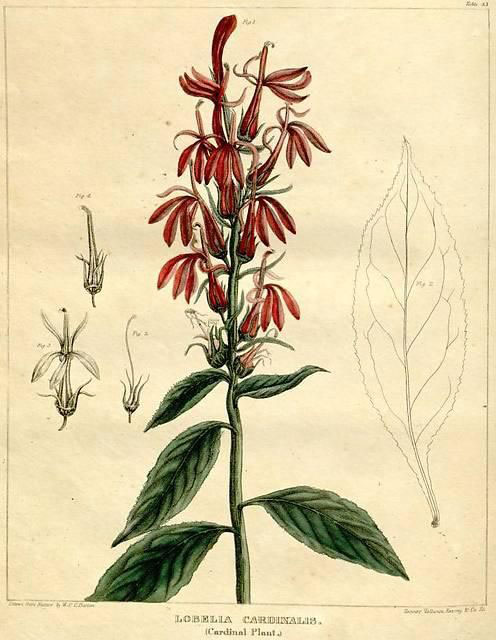 Plant-illustration-of-Cardinal-Flower