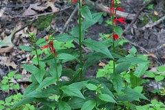 Cardinal-Flower-Plant