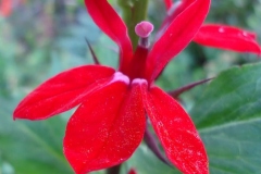 Closer-view-of-flower-of-Cardinal-flower