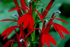 Flowers-of-Cardinal-Flower