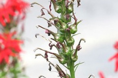 Immature-fruits-of-Cardinal-Flower