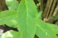 Leaves-of-Cardinal-Flower