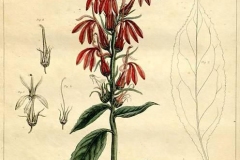 Plant-illustration-of-Cardinal-Flower