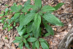Sapling-of-Cardinal-Flower