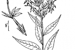 Sketch-of-Cardinal-Flower