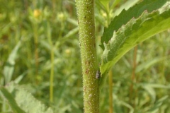 Stem-of-Cardinal-Flower