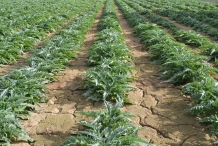 Cardoon-farm