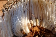 Cardoon-seeds