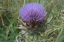 Close-up-flower-of-Cardoon