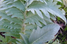 Leaves-of-Cardoon
