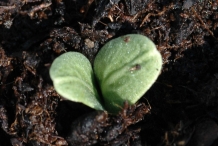 Seedlings-of-Cardoon