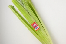 Stem-of-Cardoon