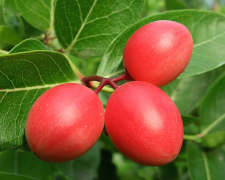 Carissa-Fruit