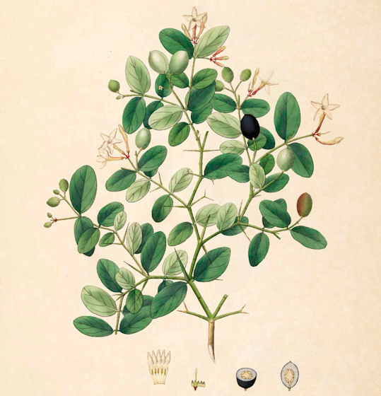 Carissa-Plant-Illustration