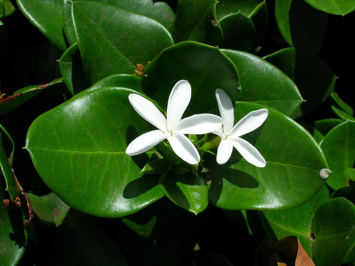 Flower-of-Carissa--plant