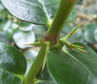 Image-showing-Carissa-stem-and-thorns