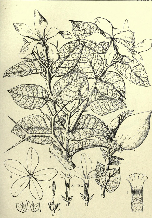 Sketch-of-Carissa-plant