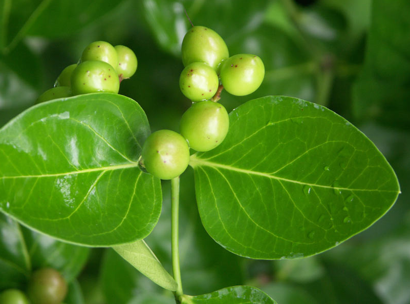 Unripe-fruit-of-Carissa-plant