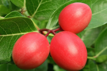 Carissa-Fruit