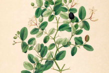 Carissa-Plant-Illustration