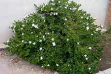 Carissa-Plant