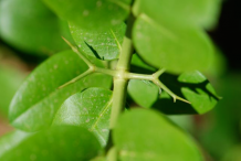 Double-thorns-of-carissa