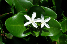 Flower-of-Carissa--plant