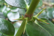 Image-showing-Carissa-stem-and-thorns