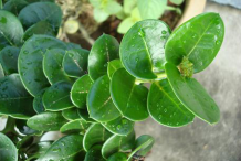 Leaves-of-Carissa-plant