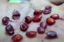 Seeds-of-Carissa