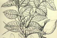 Sketch-of-Carissa-plant