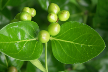 Unripe-fruit-of-Carissa-plant
