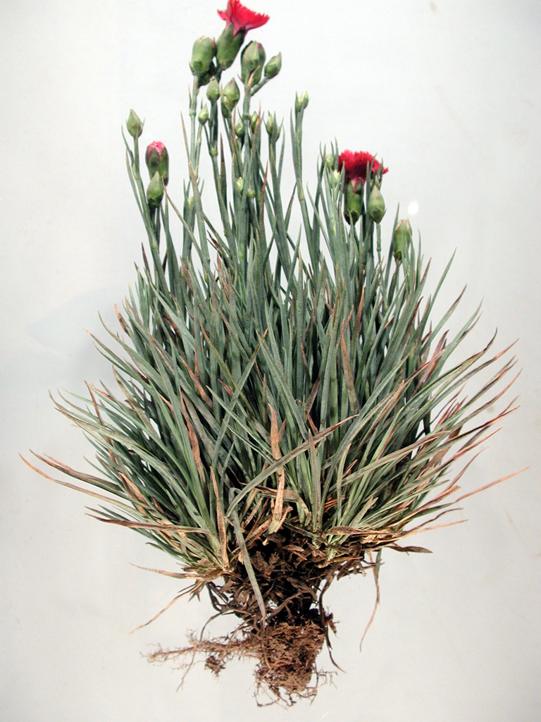 Carnation-full-plant