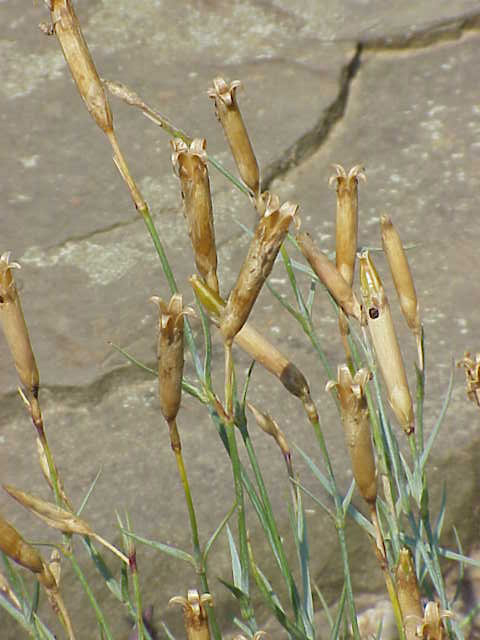 Carnation-seed-pods