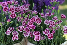 Carnation-flowers