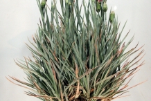 Carnation-full-plant