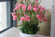 Carnation-plant