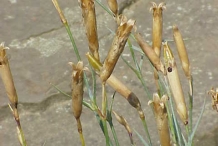 Carnation-seed-pods