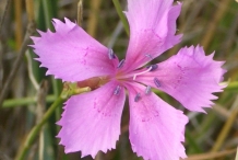 Close-view-of-Carnation-flower