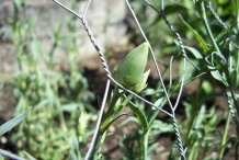 Flower-bud-of-Carnation